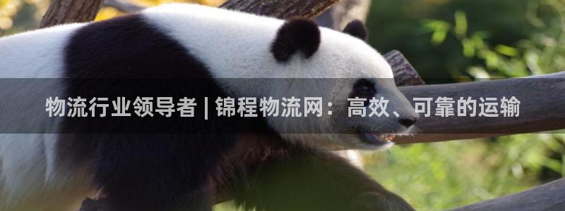 28圈忘记账号：物流行业领导者 | 