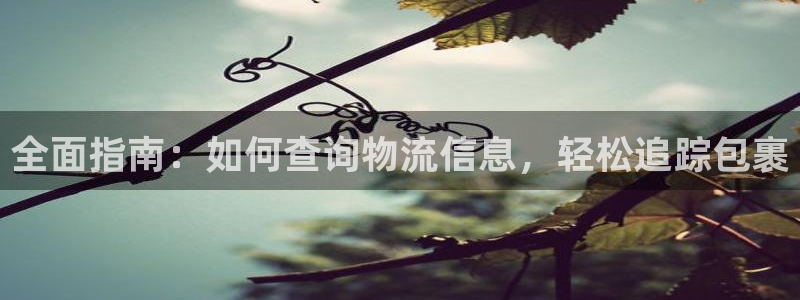 28圈注册官网：全面指南：如何查询物